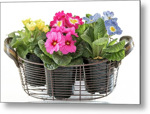 Blooms Metal Print featuring the photograph Primrose in Wire Basket by E Faithe Lester