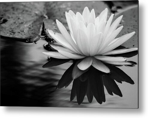 Water Lily Metal Print featuring the photograph Promise of Purity by Mary Anne Delgado
