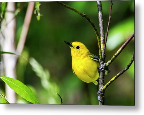 Prothonotary Warbler Metal Print featuring the photograph Prothonatary Warbler 4 by Bob Decker