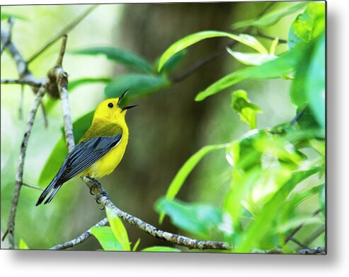 Bird Metal Print featuring the photograph Prothonotary Warbler 1 by Bob Decker