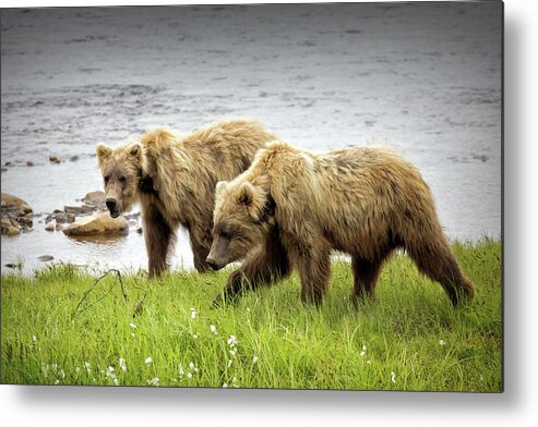 Alaska Metal Print featuring the photograph Prowling Along the Creek by Cheryl Strahl