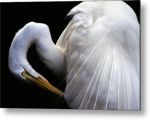 Egret Metal Print featuring the photograph Pruning Close Up #2 by Jerry Griffin