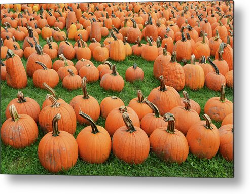 Pumpkin Metal Print featuring the photograph Pumpkin Harvest by Aimee L Maher ALM GALLERY