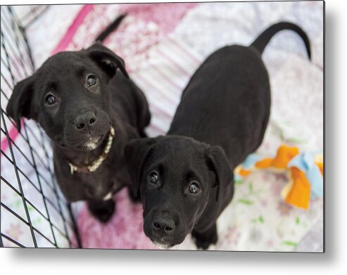 North Carolina Metal Print featuring the photograph Puppies for adoption by Elizabeth W. Kearley
