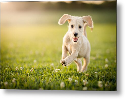 Pets Metal Print featuring the photograph Puppy running at the park by Capuski