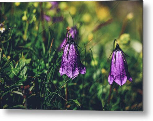 Springtime Metal Print featuring the photograph Purple Campanula scheuchzeri by Vaclav Sonnek