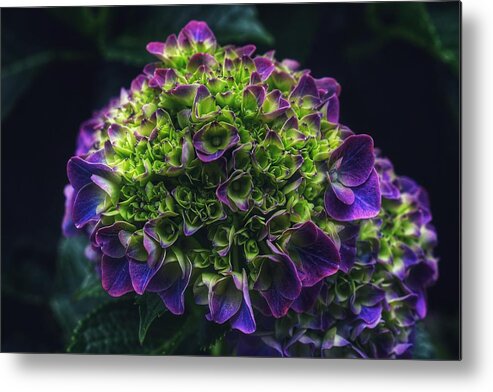 Photo Metal Print featuring the photograph Purple Crown by Evan Foster