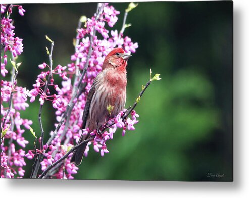 Birds Metal Print featuring the photograph Purple Finch in the Redbud Tree by Trina Ansel