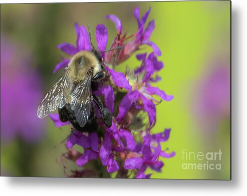 Purple Loosestrife Metal Print featuring the photograph Purple Loosestrife #2 by Lorraine Cosgrove