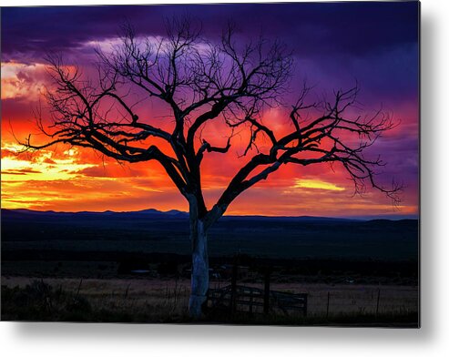 Taos Metal Print featuring the photograph Purple Sunset with the Taos Tree by Elijah Rael