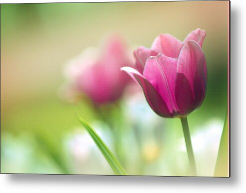 Art Metal Print featuring the photograph Purple Tulip Delight by Joan Han