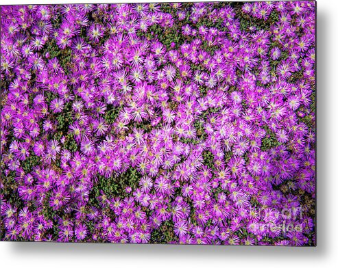Ca Route 1 Metal Print featuring the photograph Purplish Pinkish Blooms by David Levin