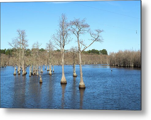 George L. Smith State Park Metal Print featuring the photograph Putting Their Best Trunks Forward by Ed Williams
