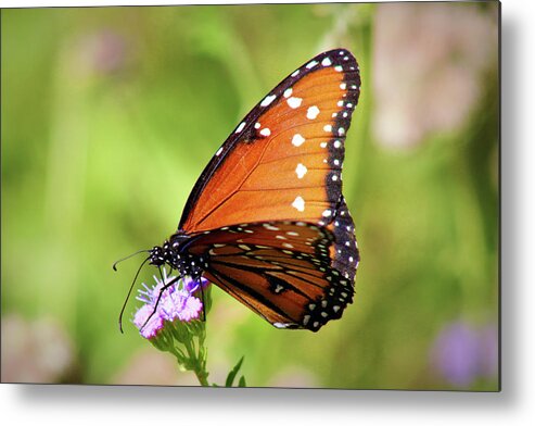Butterfly Metal Print featuring the photograph Queen Butterfly by Jason Judd
