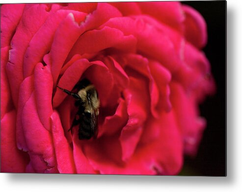 Queen Of The Roses Metal Print featuring the photograph Queen Of The Roses by Karol Livote