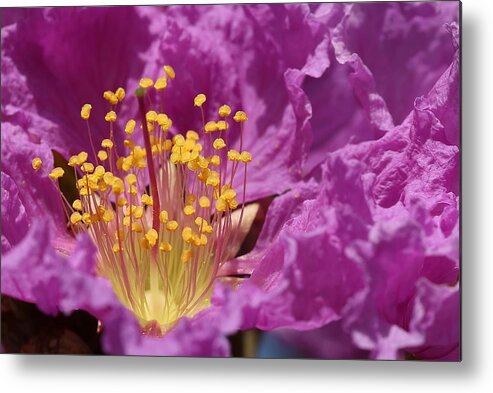 Queen's Crepe Myrtle Metal Print featuring the photograph Queen's Crepe Myrtle Flower by Mingming Jiang