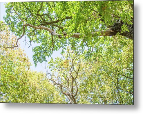 Queen's Wood Metal Print featuring the photograph Queen's Wood Trees Fall 3 by Edmund Peston