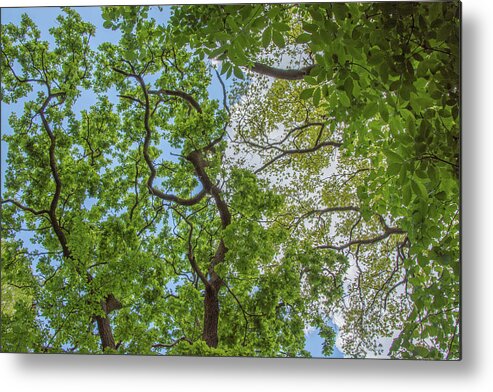 Queen's Wood Metal Print featuring the photograph Queen's Wood Trees Spring 4 by Edmund Peston