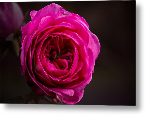 Rose Metal Print featuring the photograph Quiet Man Rose by Carrie Hannigan