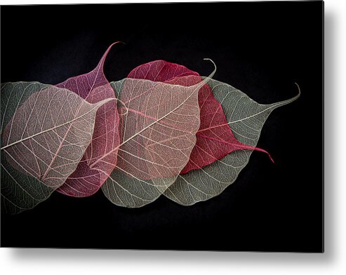 Leaves Metal Print featuring the photograph Quintet of Leaves by Maggie Terlecki