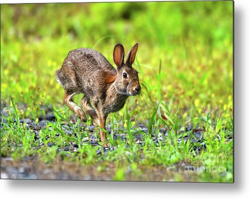 Cottontail Rabbit Metal Print featuring the photograph Rabbit mid-hop by Rehna George
