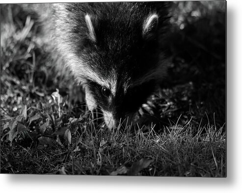 Racoon Metal Print featuring the photograph Racoon by Brook Burling