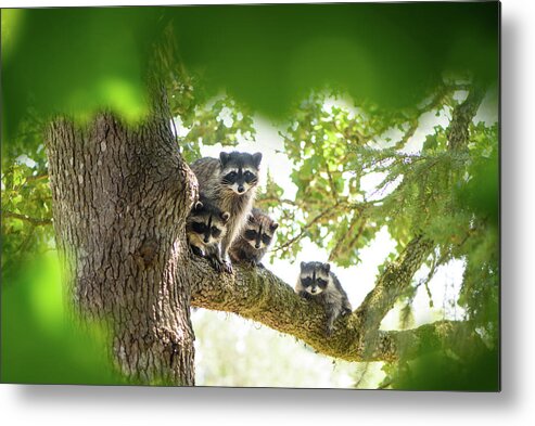 Raccoon Family Metal Print featuring the photograph Racoon Family by Naomi Maya