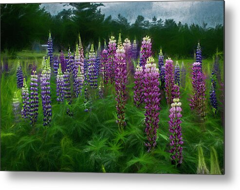 Lupine Metal Print featuring the photograph Rain on the Lupine by Wayne King