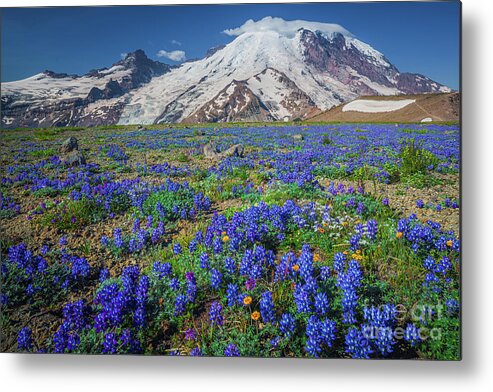 America Metal Print featuring the photograph Rainier Lupines by Inge Johnsson