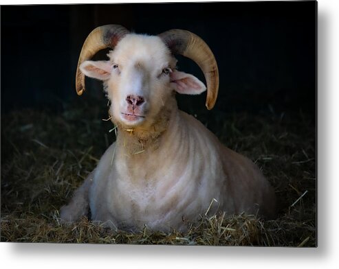 Ram Metal Print featuring the photograph Ram in Barn II by Linda Bonaccorsi