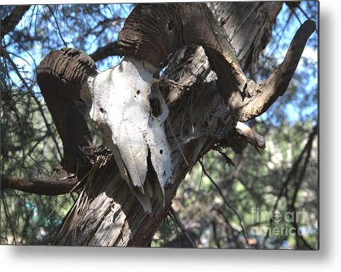 Bighorn Ram Metal Print featuring the photograph Ram's Head in Tree by Kae Cheatham