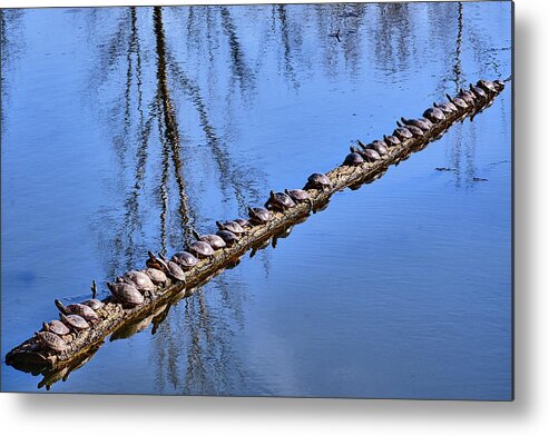 Faune Metal Print featuring the photograph Ranked turtles by Carl Marceau