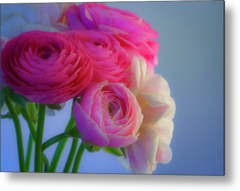 Ranunculus Metal Print featuring the photograph Ranunculus Flowers Dressed for Spring by Lindsay Thomson