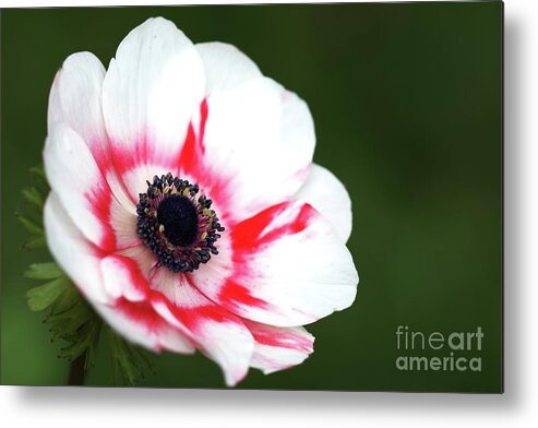 Nature Metal Print featuring the photograph Raspberry Rippled Anemone by Stephen Melia