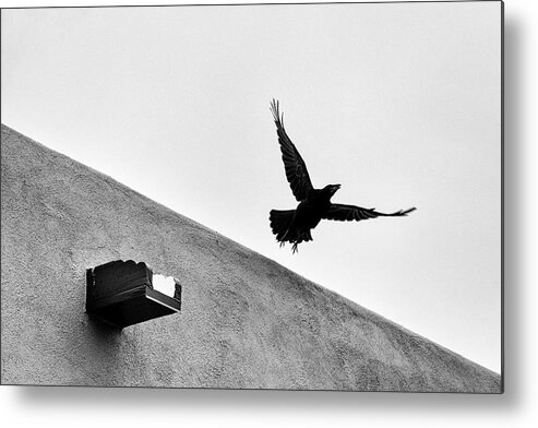 Black And White Metal Print featuring the photograph Raven Flies Away by Mary Lee Dereske