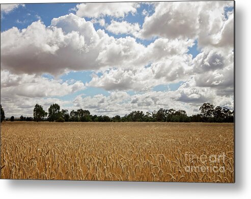 Grain Metal Print featuring the photograph Ready for Harvest by Linda Lees