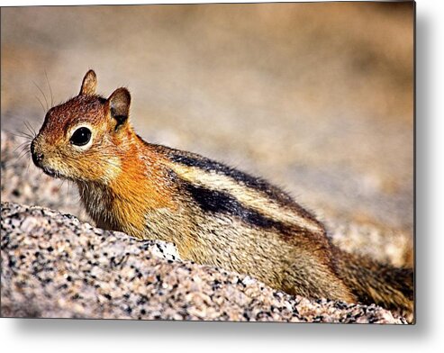 Chipmunk Metal Print featuring the photograph Ready To Run by David Desautel