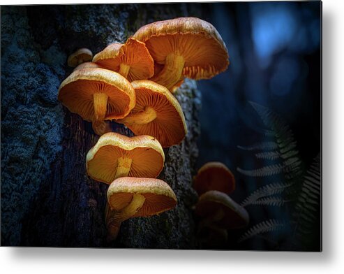 Mushrooms Metal Print featuring the photograph Realm of the Mushroom by Mark Andrew Thomas