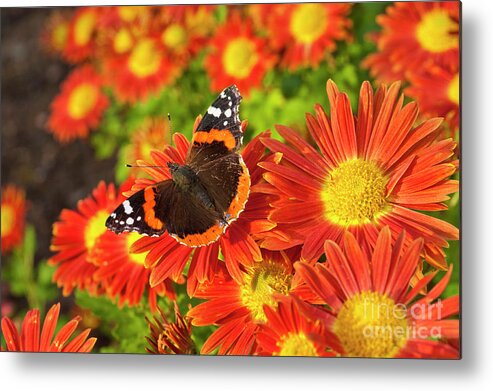 https://render.fineartamerica.com/images/rendered/default/metal-print/10/6.5/break/images/artworkimages/medium/3/red-admiral-butterfly-vanessa-atalanta-on-chrysanthemum-flowers-neale-and-judith-clark.jpg