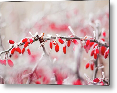 Japanese Barberry Metal Print featuring the photograph Red Barberry - Berberis thunbergii by Viktor Wallon-Hars