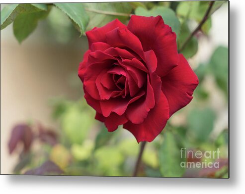 Red Rose Metal Print featuring the photograph Red beauty in the garden by Adriana Mueller