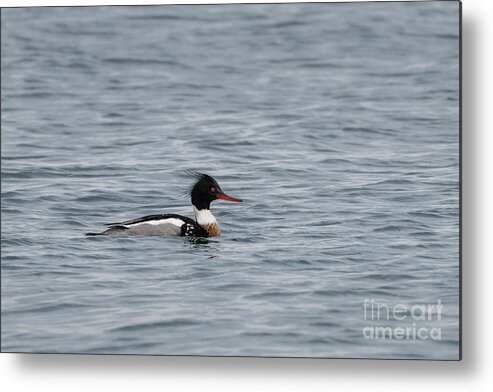 Hansville Metal Print featuring the photograph Red-breasted Merganser Looks Sharp by Nancy Gleason
