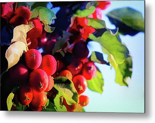 Red Metal Print featuring the photograph Red Crab Apples by Tatiana Travelways