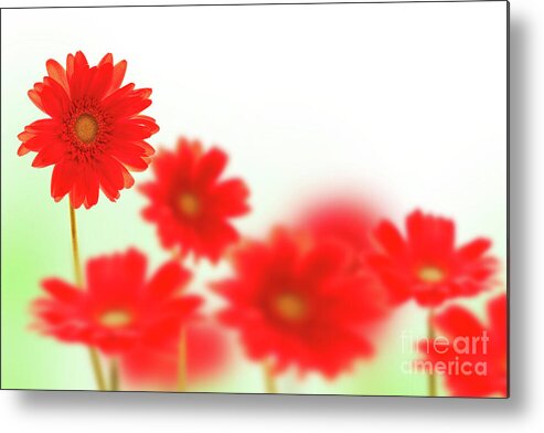 Daisy Metal Print featuring the photograph Red daisies by Delphimages Photo Creations