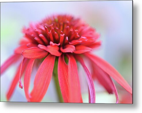 Red Echinacea Flower Metal Print featuring the photograph Red Echinacea by Leanna Kotter