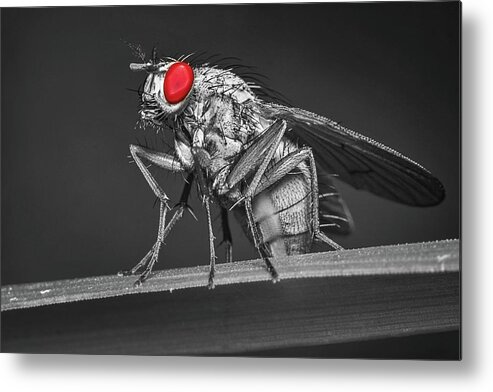 Fly Metal Print featuring the photograph Red-eyed Fly by Ally White