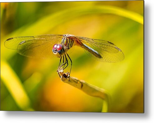 Dragonfly Metal Print featuring the photograph Red-eyed Dragonfly by Susan Rydberg