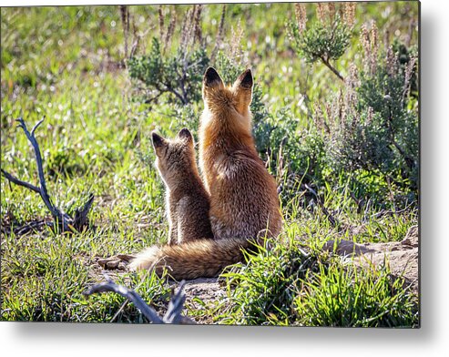 Fox Metal Print featuring the photograph Red Fox Vixen and Kit Enjoy the Sunrise by Tony Hake