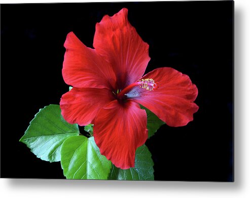 Hibiscus Metal Print featuring the photograph Red Hibiscus Portrait by Terence Davis