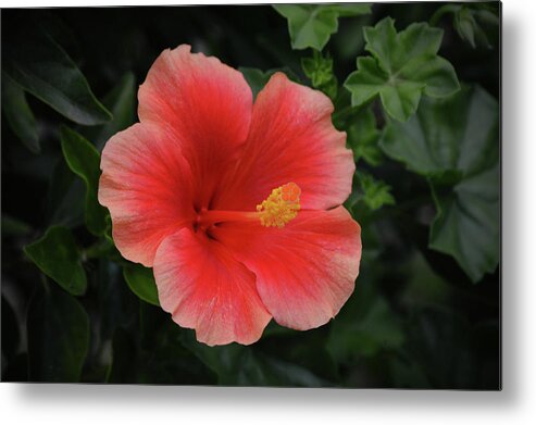 Flower Metal Print featuring the photograph Red Peach Tropical Hibiscus Flower by Gaby Ethington